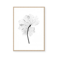 Transparent Florals I
