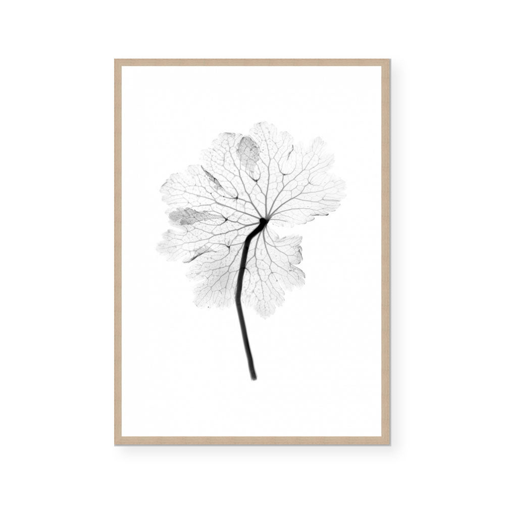 Transparent Florals I
