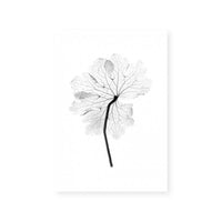 Transparent Florals I