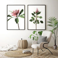 Long Stem Protea