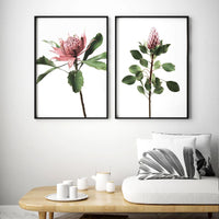 Long Stem Protea