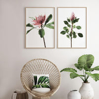 Long Stem Protea