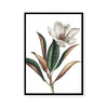 White Magnolia I