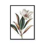 White Magnolia I