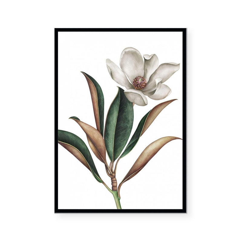 White Magnolia I