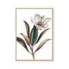 White Magnolia I
