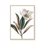 White Magnolia I