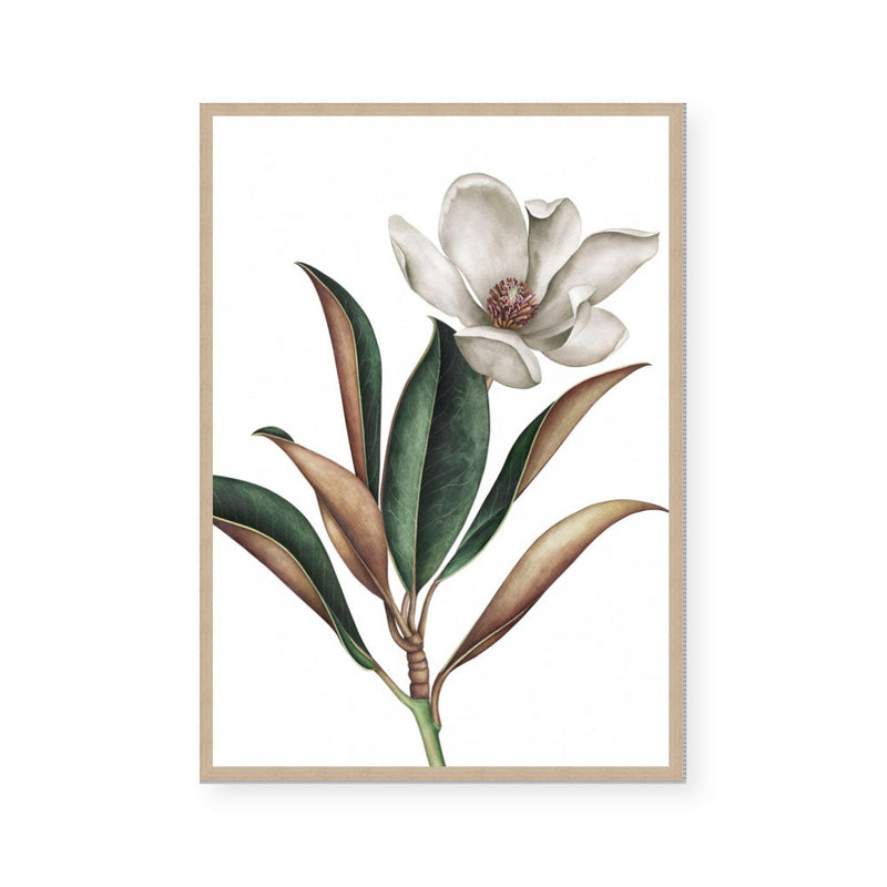 White Magnolia I