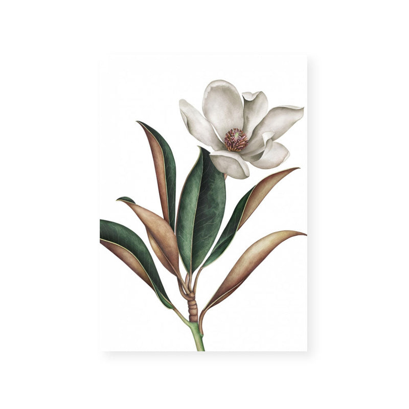 White Magnolia I