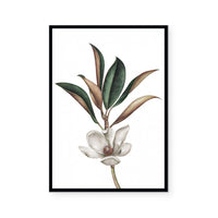 White Magnolia II
