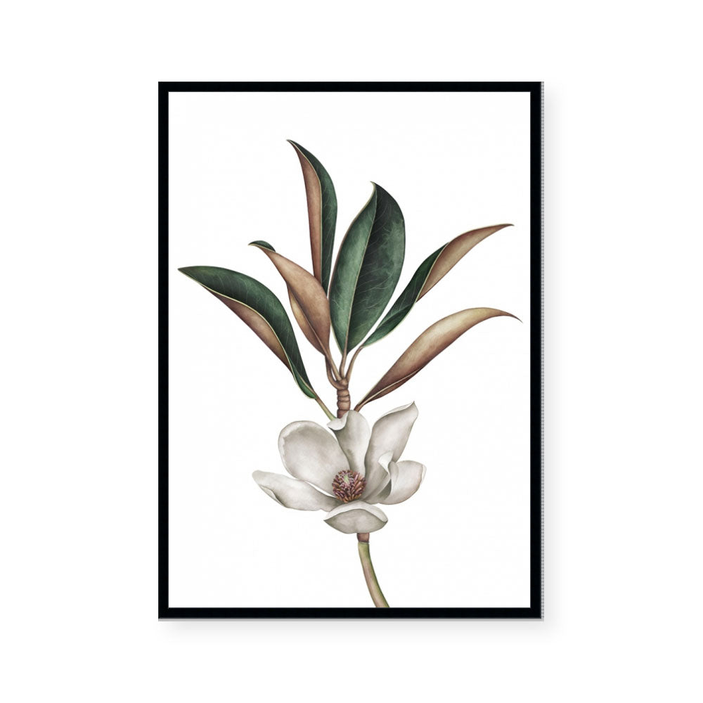 White Magnolia II