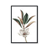 White Magnolia II