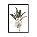 White Magnolia II