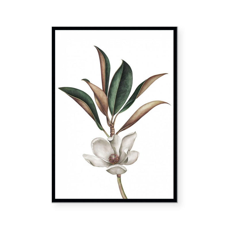 White Magnolia II