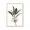 White Magnolia II