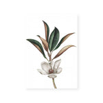 White Magnolia II
