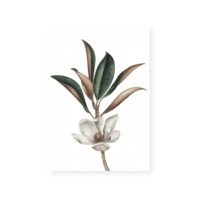 White Magnolia II