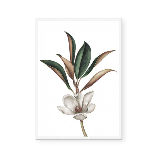 White Magnolia II