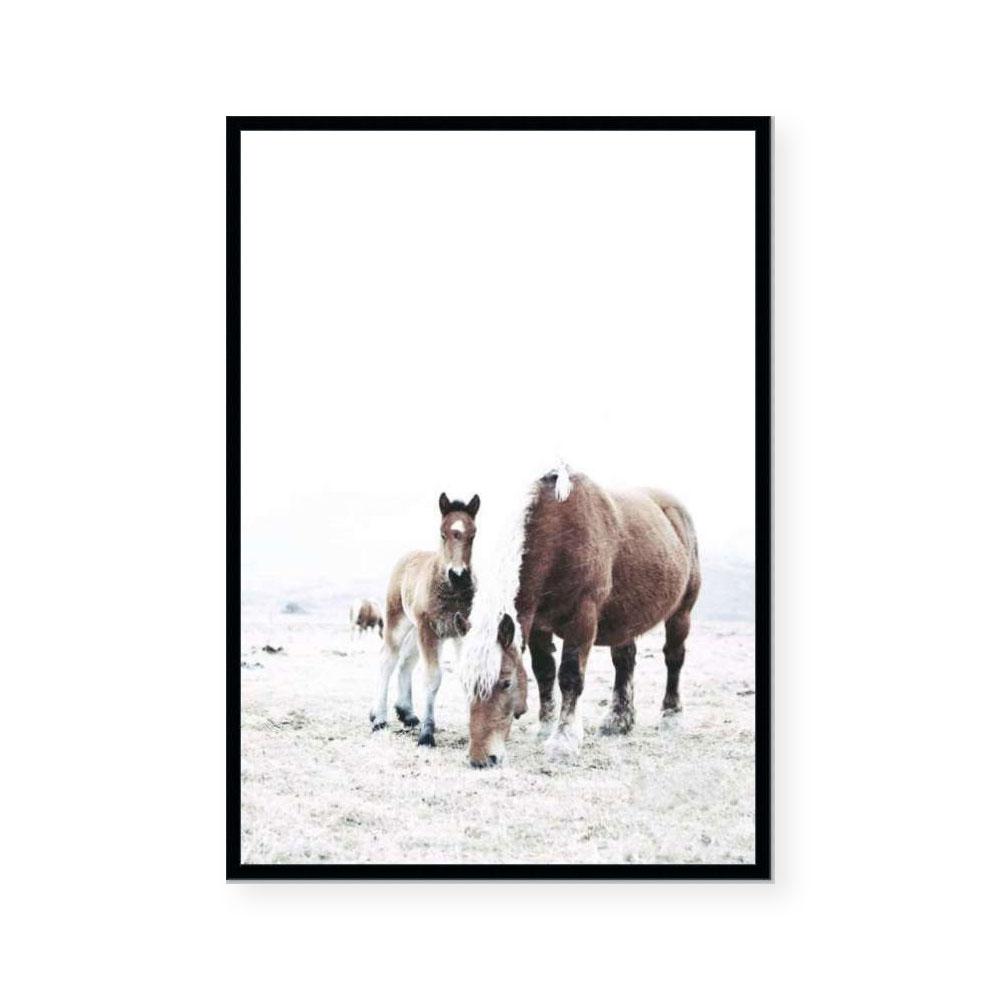Winter Foal