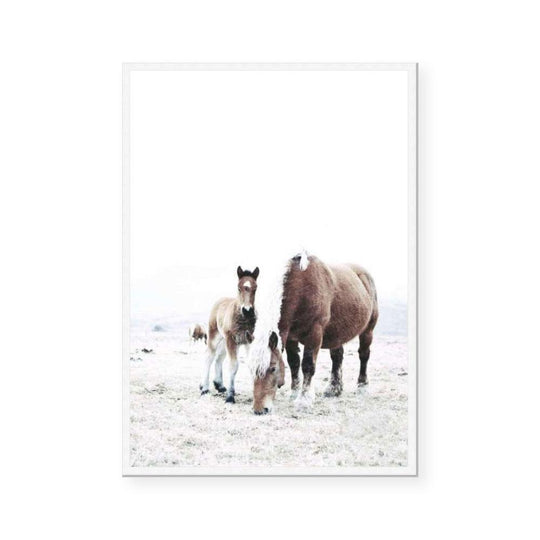 Winter Foal